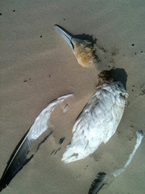 鸟,海滩,沙子,海鸥,死亡
