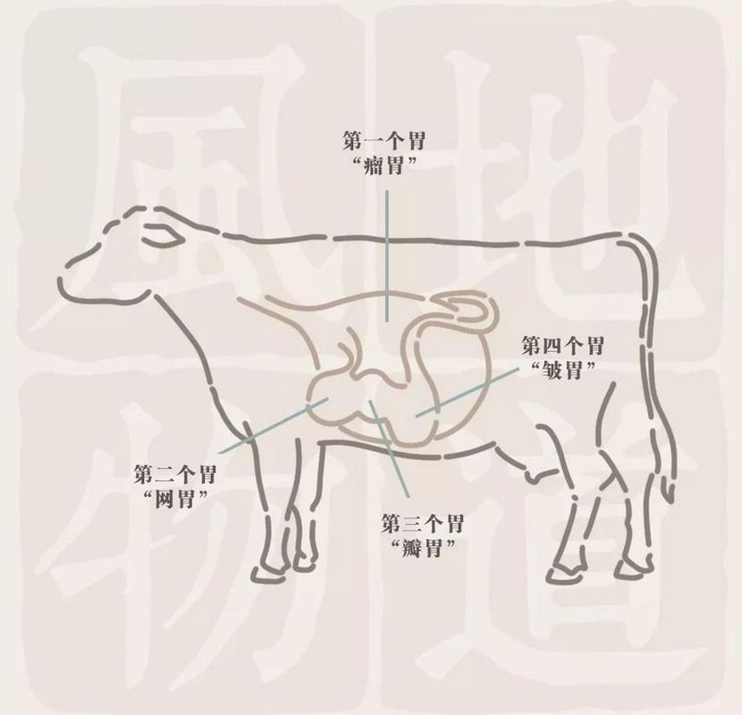 牛有四个胃,分别为瘤胃,网胃,瓣胃,真胃.   所以,哪个是毛肚?