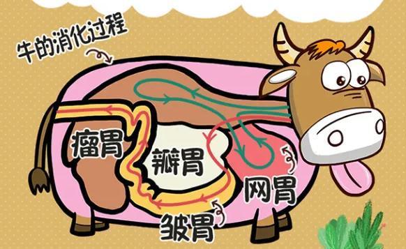 这其中的秘密就在牛的特殊肠胃中,牛为反刍动物,一共拥有四个胃:牛肚
