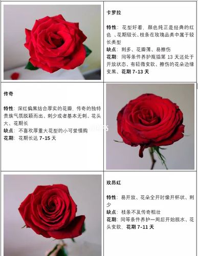 红色玫瑰介绍