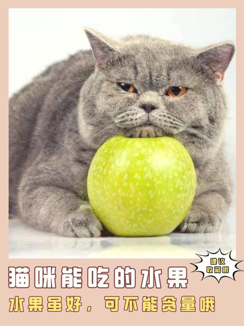猫咪可以吃的水果