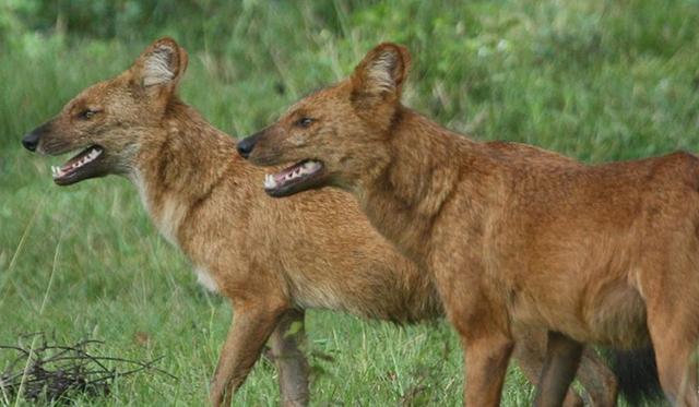 豺狗和鬣狗的区别是什么