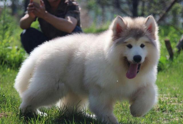 世界名犬阿拉斯加雪橇犬alaskanmalamute