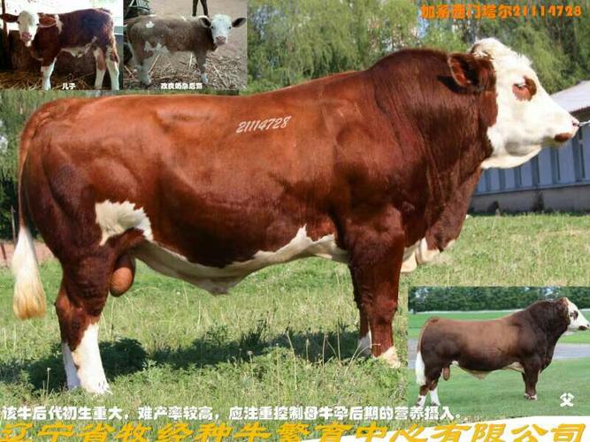 辽宁省牧精站种公牛图片