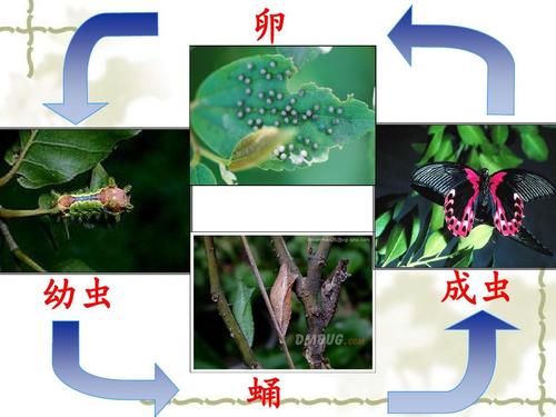 1-2-82昆虫的生殖和发育