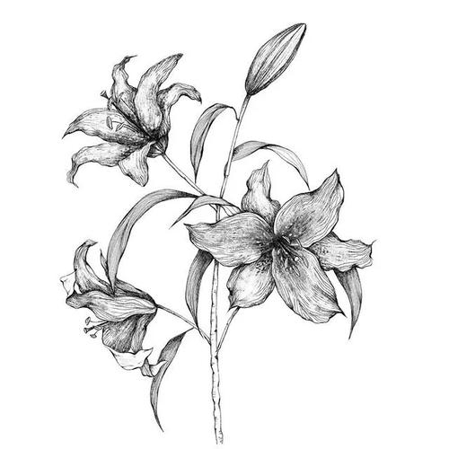 植物和花卉黑白手绘(25幅)