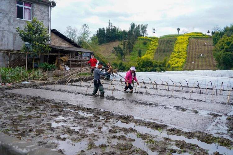 今年已经进入春耕生产的育苗播种期,岩峰村目前已基本完成水稻秧苗下