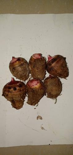 红芽芋头图片