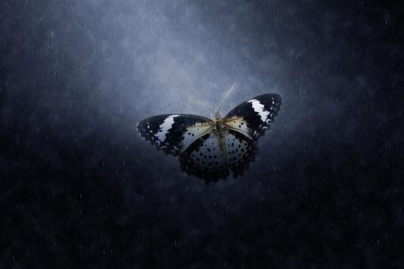 蝴蝶飞在雨中照片
