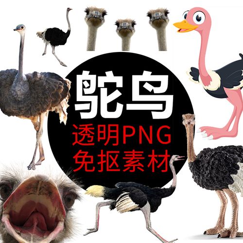 鸵鸟 鸟类动物png格式免抠图照片装饰卡通高清透明底元素设计素材