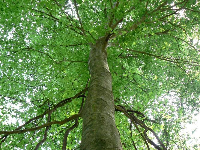 金丝榔,沙榔树,毛脉榉等)是榆科榉属的乔木树种,又名大叶榉,属国家