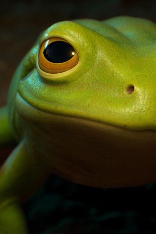青蛙的眼睛是什么颜色