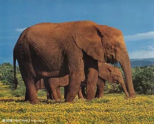 象 象是陆地上的最大哺乳动物象生活在亚洲非洲等地域 一般在160