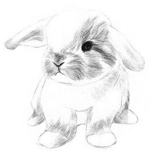 素描动物:素描铅笔画兔子详细步骤