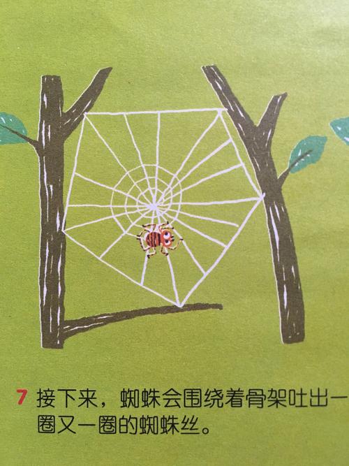 3月26日 大班科学语言活动 《蜘蛛先生的网》