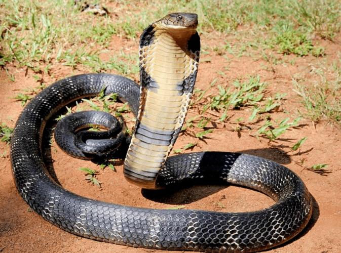 惠州一工地床底惊现一条重达十余斤的眼镜王蛇!