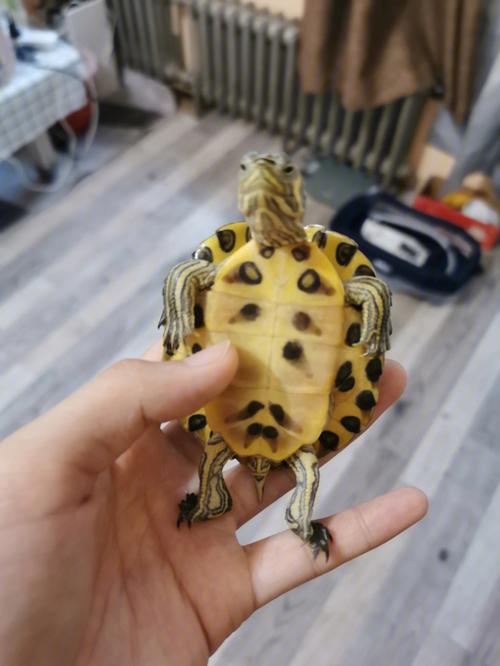 龟龟这个样子是胖的吗