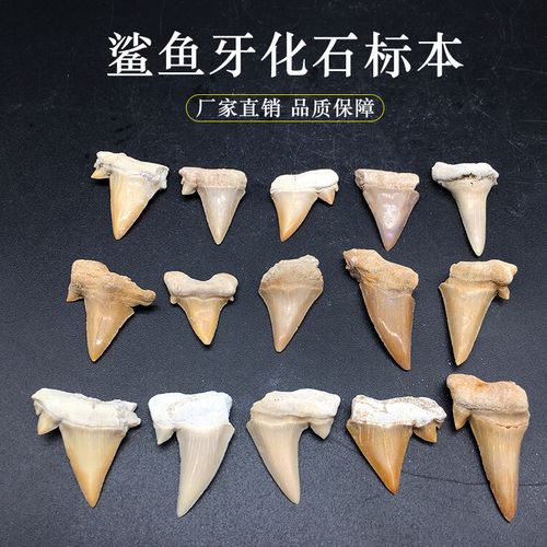 天然鲨鱼牙齿化石摩洛哥古生物牙化石教学科普标本饰品吊坠礼品
