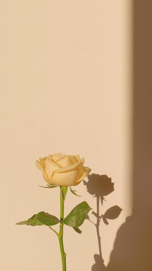 ins风极简唯美玫瑰花,高清图片,植物-回车图片