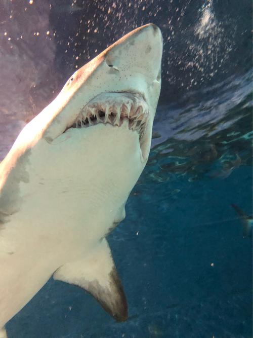 大鲨鱼,看看它的牙齿