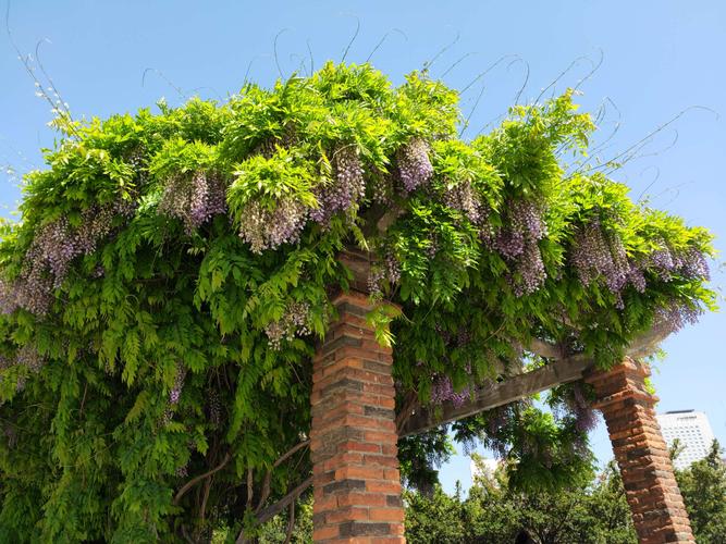 紫藤是一种落叶攀援缠绕性藤本植物.