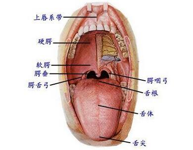 舌头抵住上颚时,用力越大,头痛好得也就越快些.