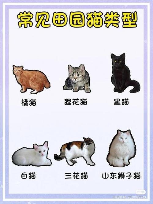 猫咪品种大全|教你认清猫咪的种类