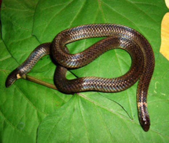 calamaria septentrionalis)是游蛇科两头蛇属的爬行动物,俗名双头蛇