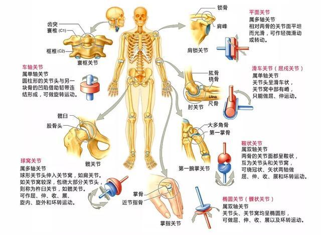 骨科康复关节的分类及运动形式