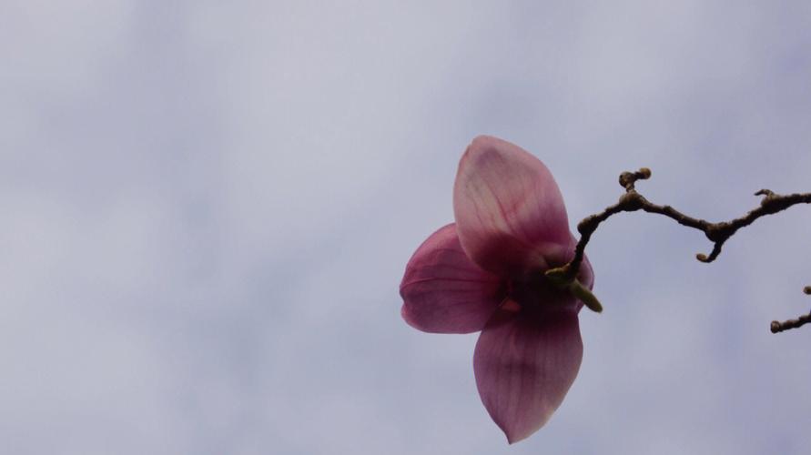 受是紫玉兰花