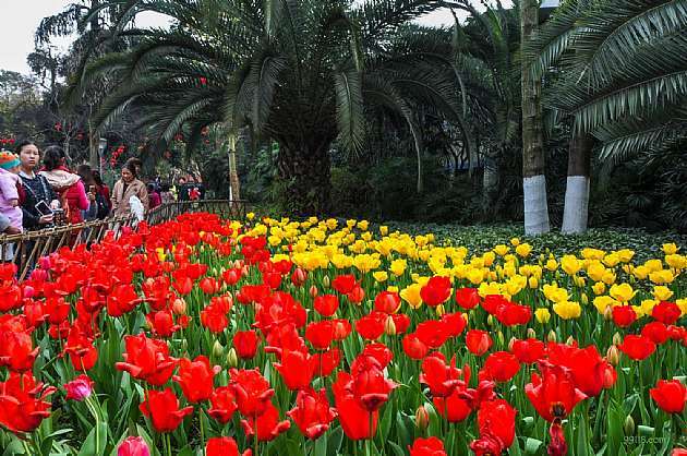 重庆花卉园属于哪个区