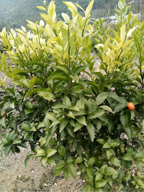 最抗黄龙病柑橘品种