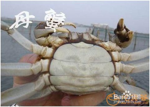 看蟹脚,母螃蟹蟹脚只有前边两条腿上长有细细的绒毛,但是公螃蟹曰不