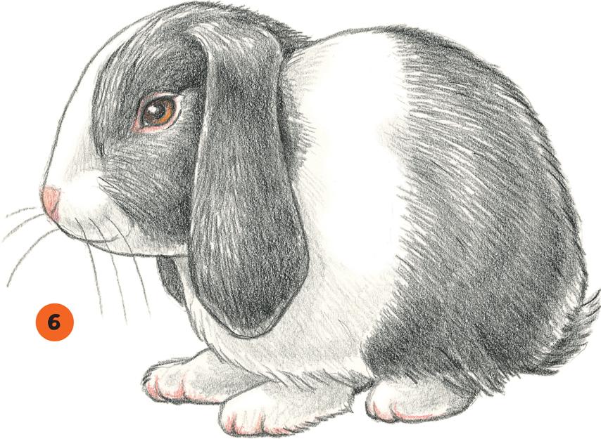 超可爱真兔子图片 铅笔画