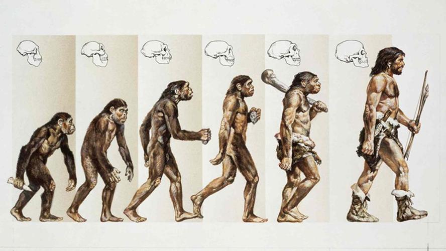 人类是由猿猴进化而来的,那些进化失败的猿猴,最后变成什么了?