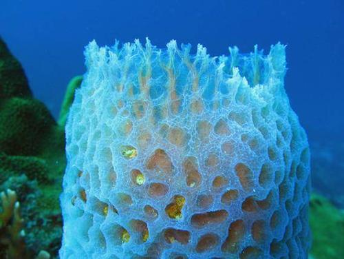 海绵这种生物一般都依附在海底的礁石上,平时是不移动的.所以以前