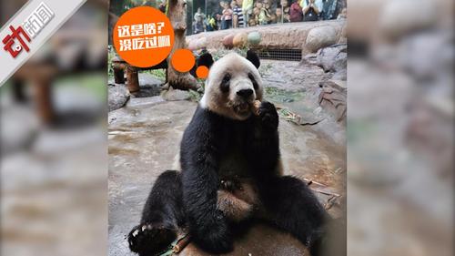 北京动物园大熊猫吃