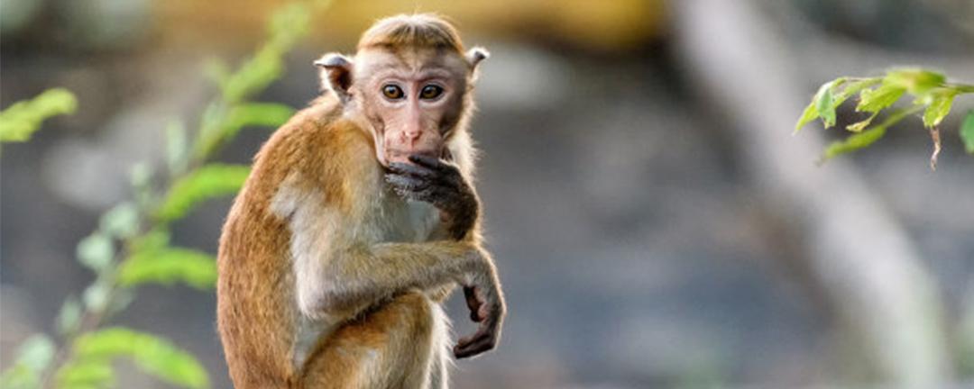猴子的猴怎么组词和拼音
