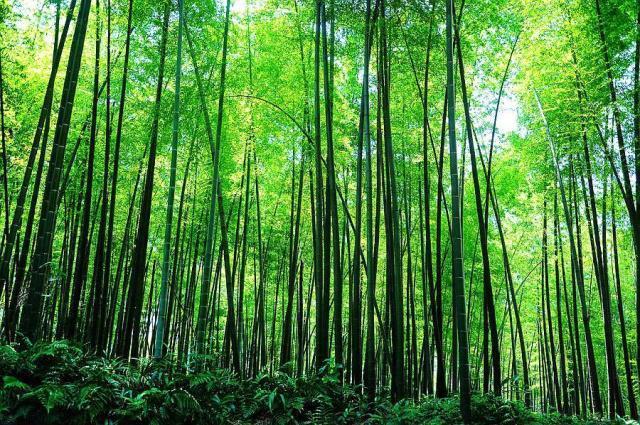 川渝有片竹林,面积多达7万余亩,内有竹子58种,堪称奇景!