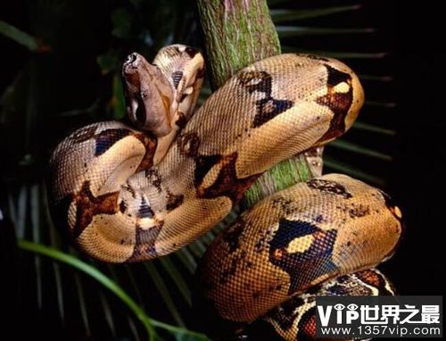 世界上最长的蛇top10 网纹蟒(体长10米)位居第一