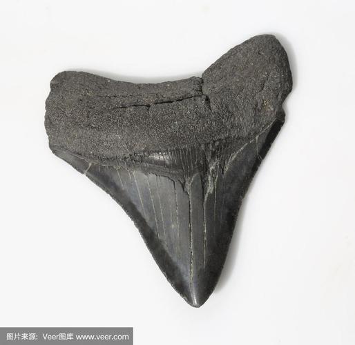黑色巨齿鲨化石鲨鱼的牙齿