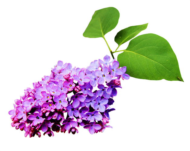 png紫色丁香花透明免抠素材植物鲜花透明背景免抠素材