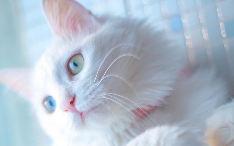 可爱白色小猫咪,高清图片,电脑桌面-壁纸族