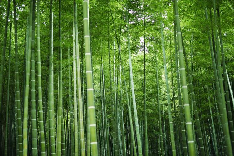 背景绿色竹林清凉竹海竹子背景图片觅知网为您找到332个原创竹风景