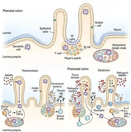 (肠黏膜免疫机制图)