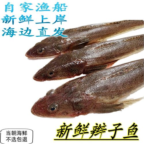 海鲜辫子鱼狗腿鱼牛尾鱼新鲜海鱼海鲜水产速冻一斤3-4条左右海捕