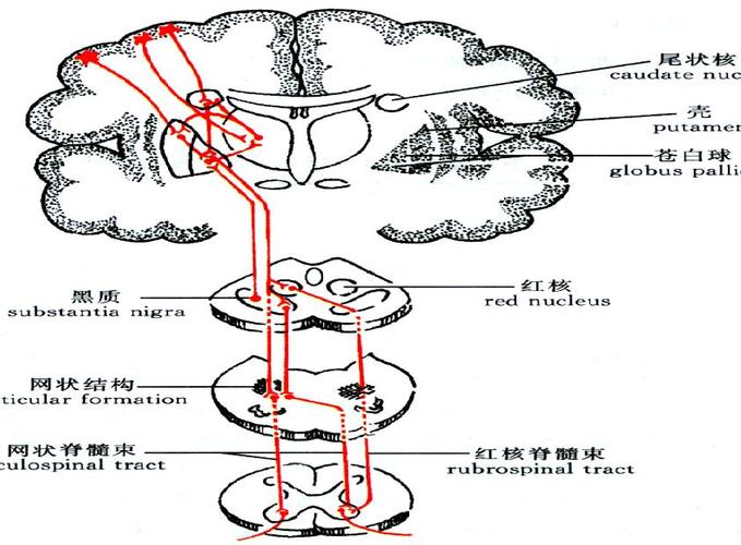 脊髓点内部结构的图片