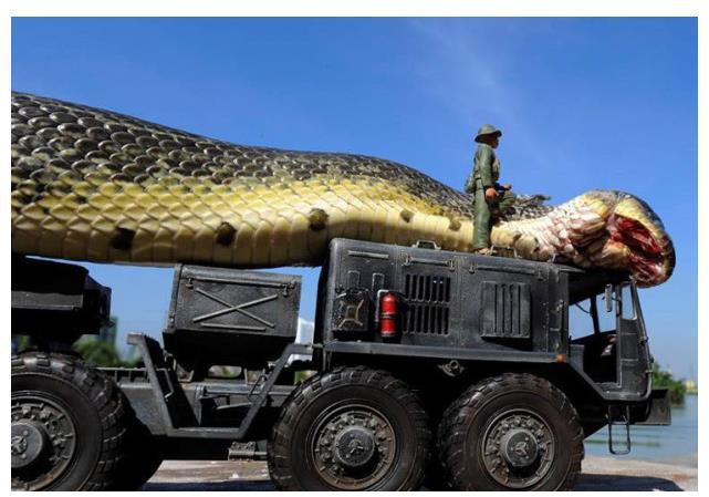 世界上最大的蛇桂花的捕捉视频