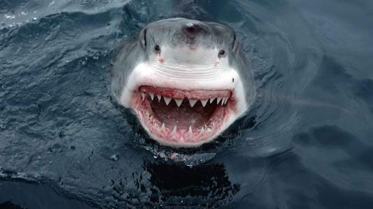 鲨鱼牙大白色高清壁纸