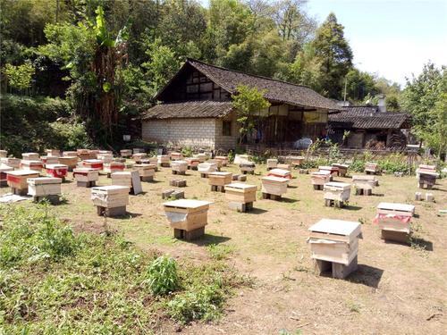 河北蜜蜂养殖中蜂出售 河北大量出_云同盟